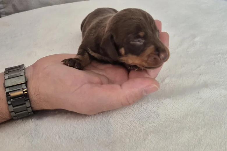 Dachshund (Miniature Smooth Haired)