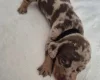 Dachshund (Miniature Smooth Haired)