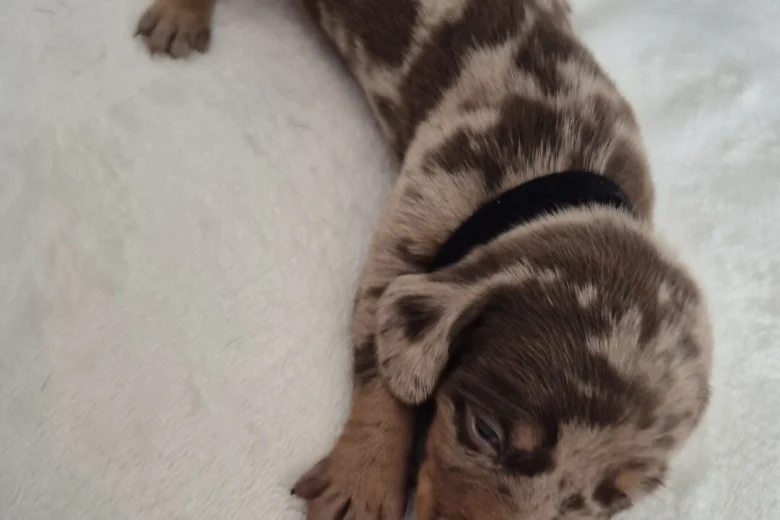 Dachshund (Miniature Smooth Haired)