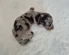 Dachshund (Miniature Smooth Haired)