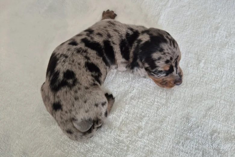 Dachshund (Miniature Smooth Haired)