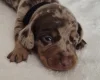 Dachshund (Miniature Smooth Haired)
