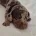 Dachshund (Miniature Smooth Haired)
