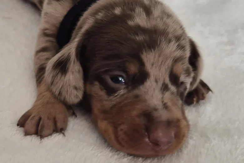 Dachshund (Miniature Smooth Haired)