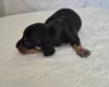 Dachshund (Miniature Smooth Haired)