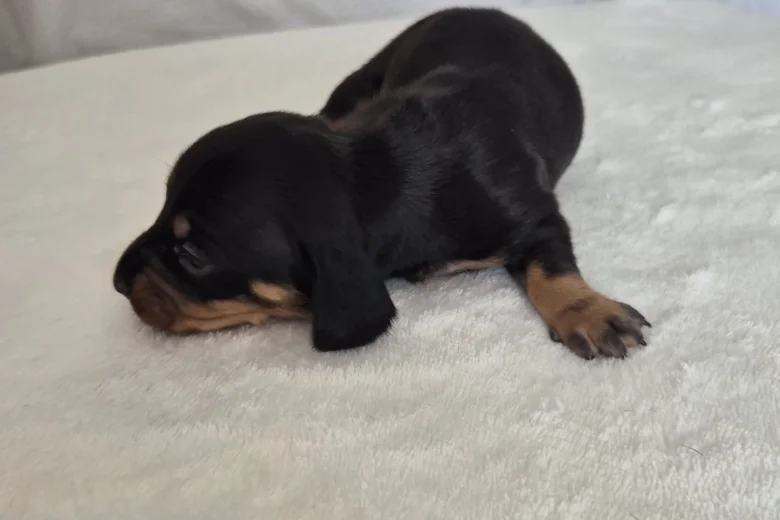 Dachshund (Miniature Smooth Haired)