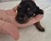 Dachshund (Miniature Smooth Haired)