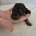 Dachshund (Miniature Smooth Haired)