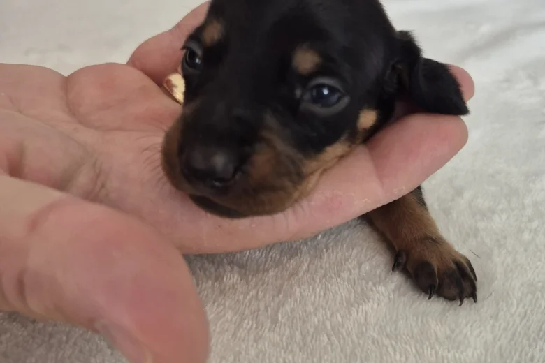 Dachshund (Miniature Smooth Haired)
