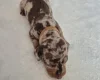 Dachshund (Miniature Smooth Haired)
