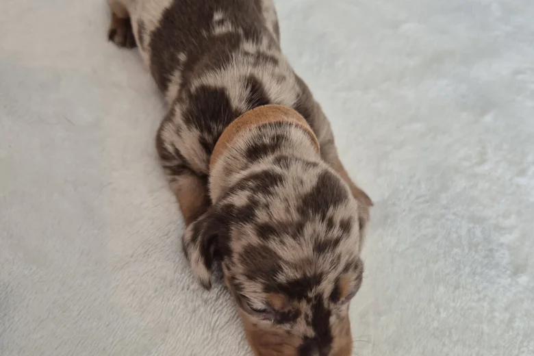 Dachshund (Miniature Smooth Haired)
