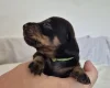 Dachshund (Miniature Smooth Haired)