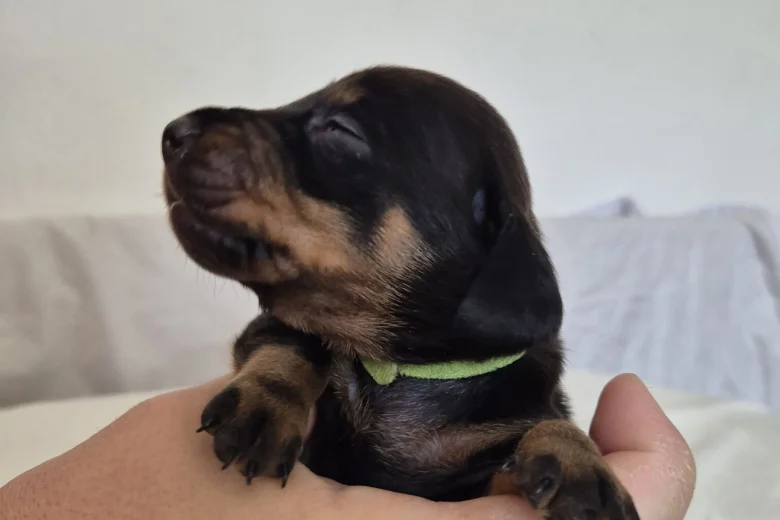 Dachshund (Miniature Smooth Haired)