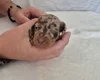 Dachshund (Miniature Smooth Haired)