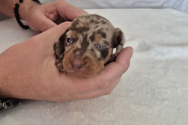 Dachshund (Miniature Smooth Haired)