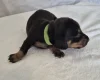 Dachshund (Miniature Smooth Haired)