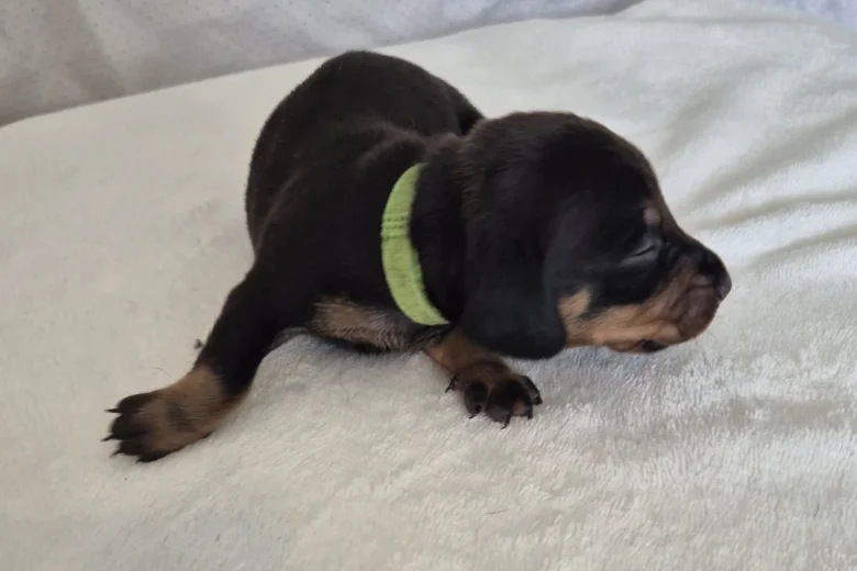 Dachshund (Miniature Smooth Haired)