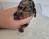 Dachshund (Miniature Smooth Haired)