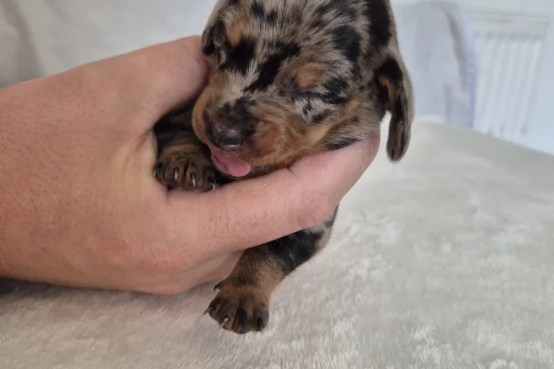Dachshund (Miniature Smooth Haired)