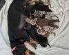 Dachshund (Miniature Smooth Haired)