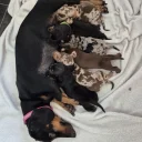 Dachshund (Miniature Smooth Haired)
