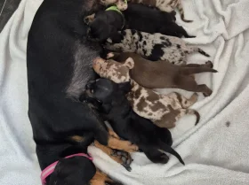 Dachshund (Miniature Smooth Haired)