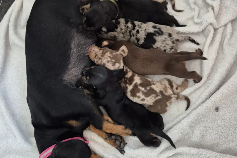 Dachshund (Miniature Smooth Haired)