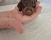 Dachshund (Miniature Smooth Haired)