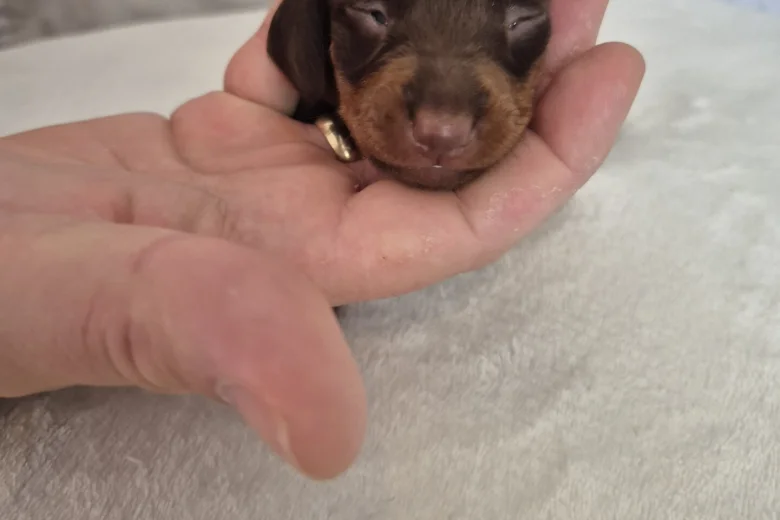 Dachshund (Miniature Smooth Haired)