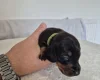 Dachshund (Miniature Smooth Haired)