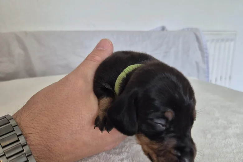 Dachshund (Miniature Smooth Haired)