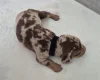 Dachshund (Miniature Smooth Haired)