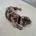 Dachshund (Miniature Smooth Haired)