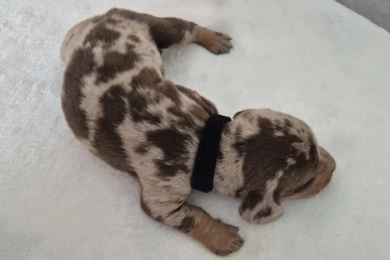 Dachshund (Miniature Smooth Haired)