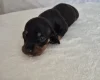 Dachshund (Miniature Smooth Haired)