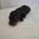 Dachshund (Miniature Smooth Haired)