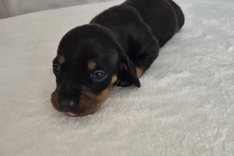 Dachshund (Miniature Smooth Haired)