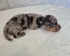 Dachshund (Miniature Smooth Haired)
