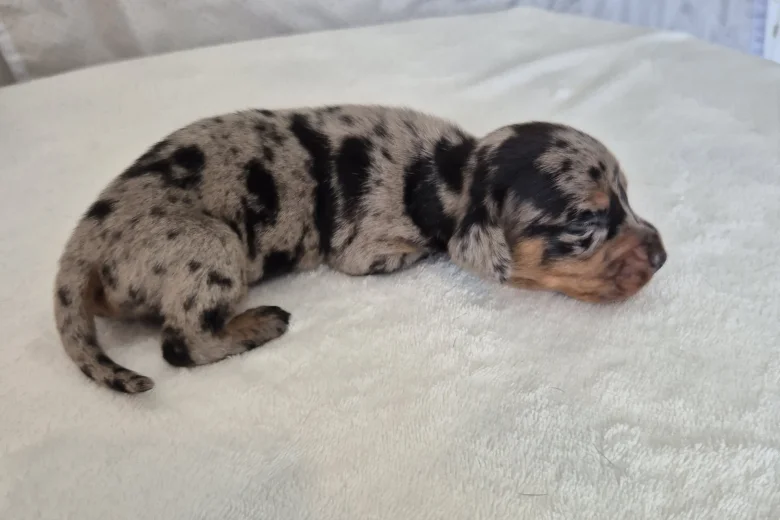 Dachshund (Miniature Smooth Haired)