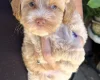 Maltipoo