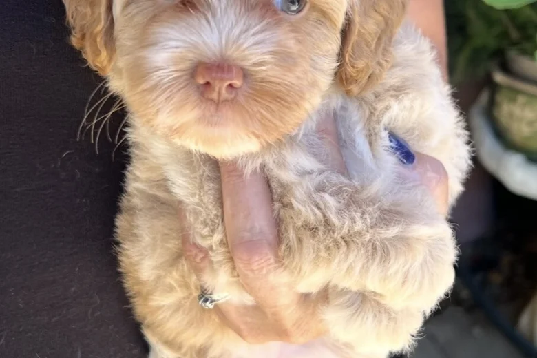 Maltipoo