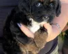 Maltipoo