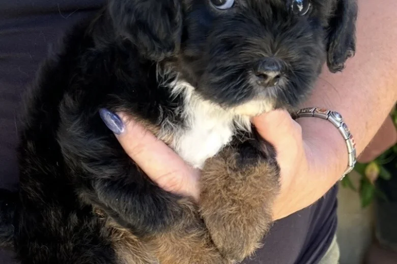 Maltipoo