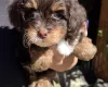 Maltipoo