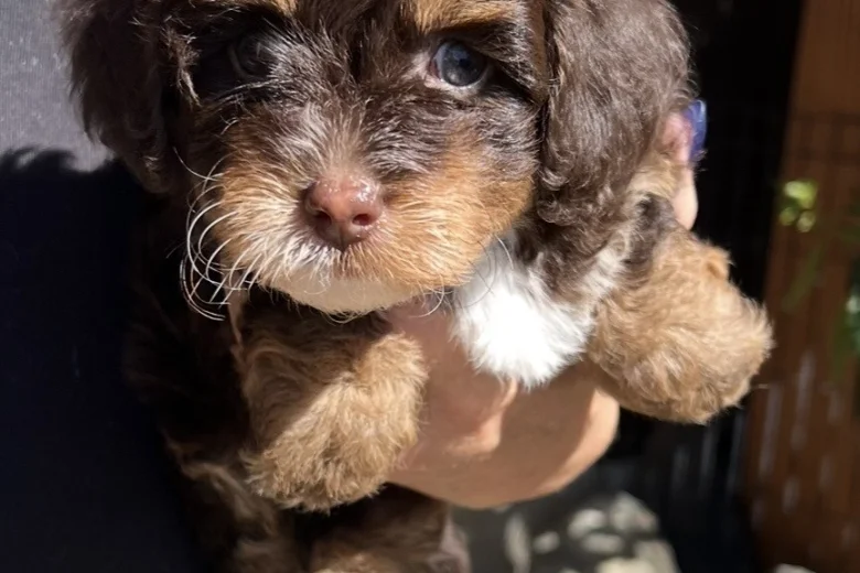 Maltipoo
