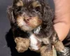 Maltipoo
