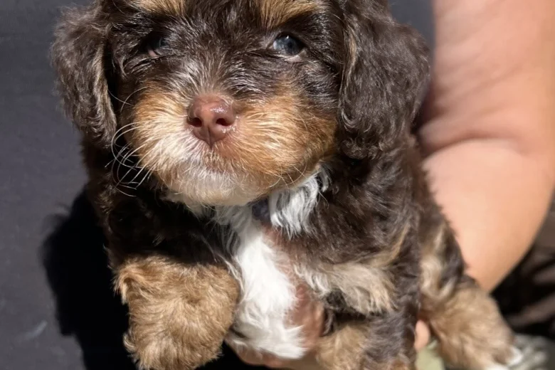 Maltipoo