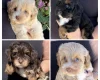 Maltipoo
