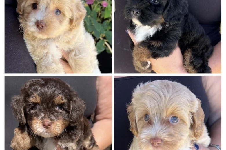 Maltipoo