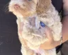Maltipoo
